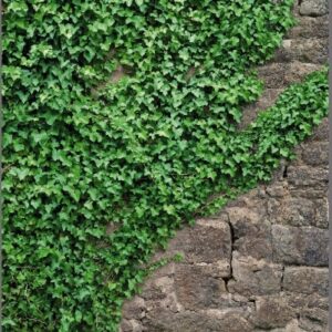 PAINÉIS FOTOGRÁFICOS 12