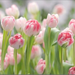 PAINÉIS FOTOGRÁFICOS 20