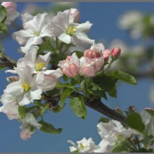 PAINÉIS FOTOGRÁFICOS 21