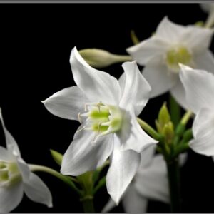 PAINÉIS FOTOGRÁFICOS 9